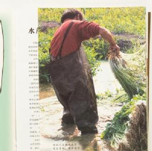 中国水生植物　水八仙　漢聲雜誌
