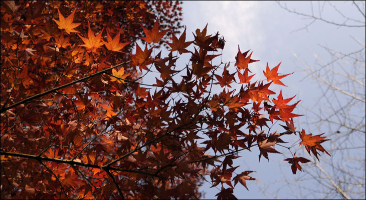 hV̓̑蕨2013